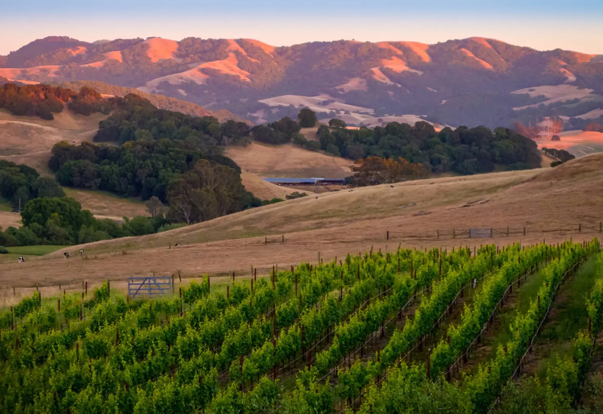 a vineyard in a field with mountains in the background